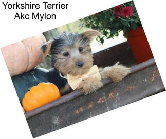 Yorkshire Terrier Akc Mylon