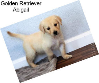 Golden Retriever Abigail