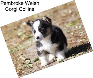 Pembroke Welsh Corgi Collins