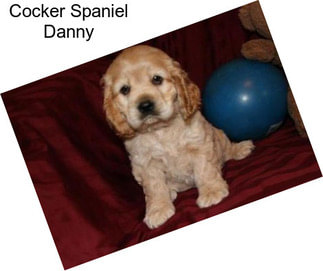 Cocker Spaniel Danny