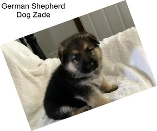 German Shepherd Dog Zade