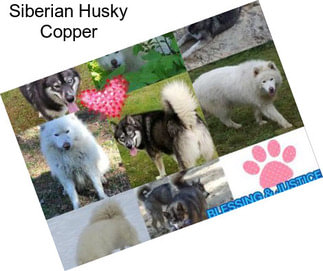 Siberian Husky Copper