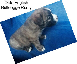 Olde English Bulldogge Rusty