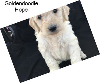 Goldendoodle Hope