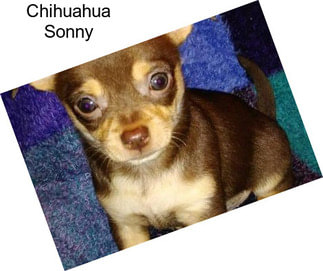 Chihuahua Sonny