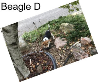 Beagle D