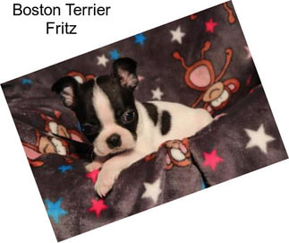 Boston Terrier Fritz