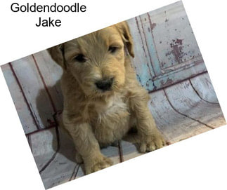 Goldendoodle Jake