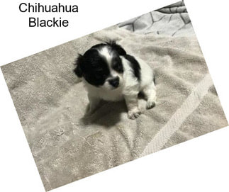 Chihuahua Blackie