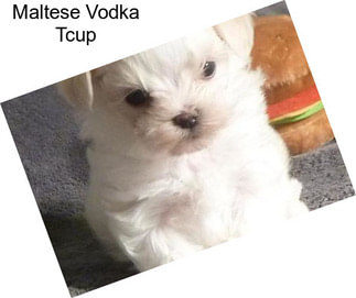 Maltese Vodka Tcup