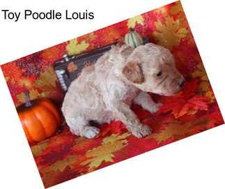 Toy Poodle Louis