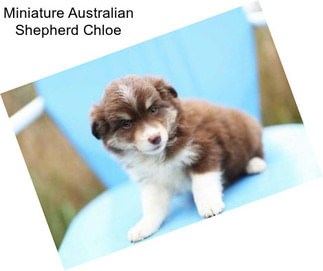 Miniature Australian Shepherd Chloe