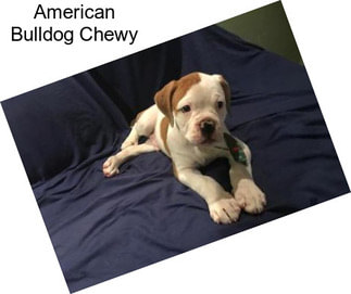 American Bulldog Chewy