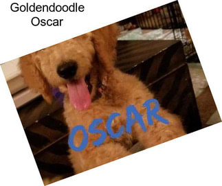 Goldendoodle Oscar