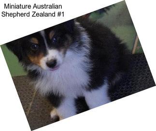 Miniature Australian Shepherd Zealand #1