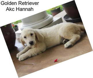 Golden Retriever Akc Hannah