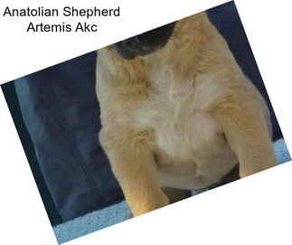 Anatolian Shepherd Artemis Akc