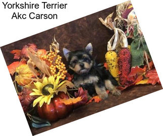 Yorkshire Terrier Akc Carson