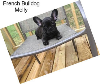 French Bulldog Molly