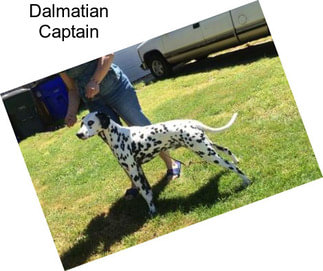 Dalmatian Captain