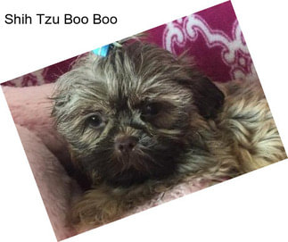 Shih Tzu Boo Boo