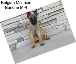 Belgian Malinois Banche M-4