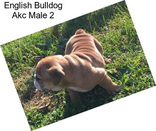 English Bulldog Akc Male 2