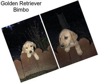 Golden Retriever Bimbo