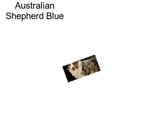 Australian Shepherd Blue