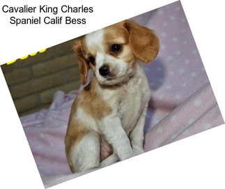 Cavalier King Charles Spaniel Calif Bess