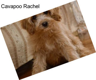 Cavapoo Rachel