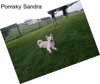 Pomsky Sandra