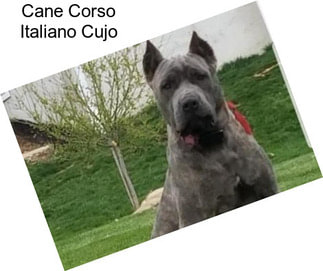 Cane Corso Italiano Cujo