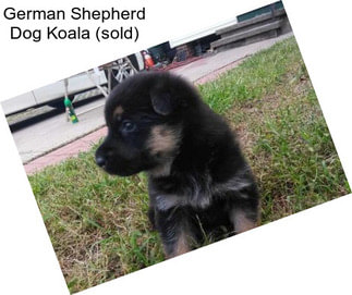 German Shepherd Dog Koala (sold)