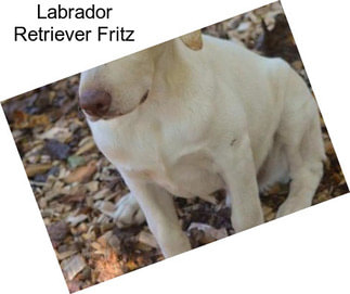 Labrador Retriever Fritz