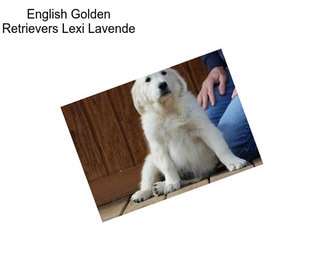 English Golden Retrievers Lexi Lavende