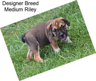 Designer Breed Medium Riley