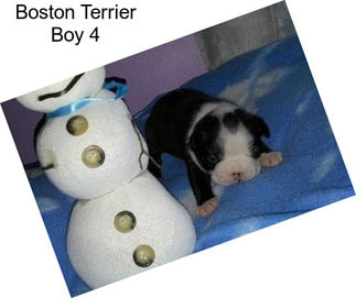 Boston Terrier Boy 4