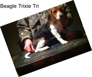 Beagle Trixie Tri