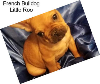 French Bulldog Little Roo