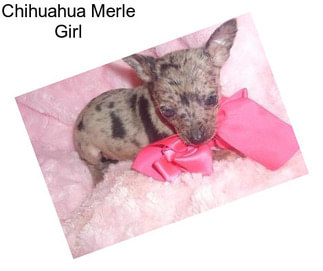 Chihuahua Merle Girl