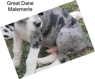 Great Dane Malemerle