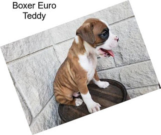 Boxer Euro Teddy