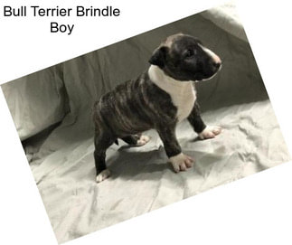 Bull Terrier Brindle Boy