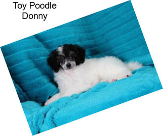 Toy Poodle Donny