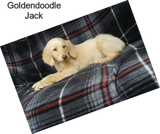 Goldendoodle Jack