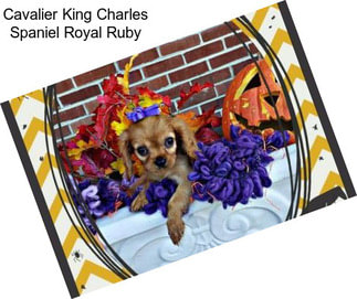 Cavalier King Charles Spaniel Royal Ruby