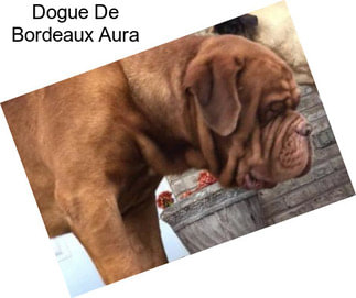 Dogue De Bordeaux Aura