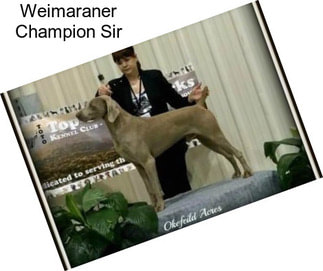 Weimaraner Champion Sir