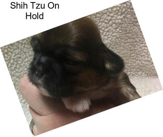 Shih Tzu On Hold